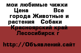 мои любимые чижки › Цена ­ 15 000 - Все города Животные и растения » Собаки   . Красноярский край,Лесосибирск г.